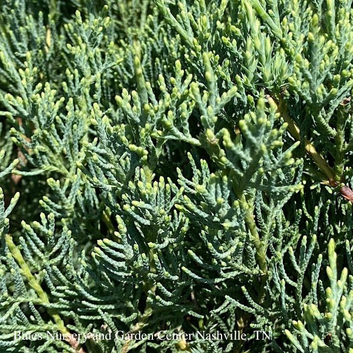 #3 Juniperus chin PW Montana Moss/ Spreading Chinese Juniper
