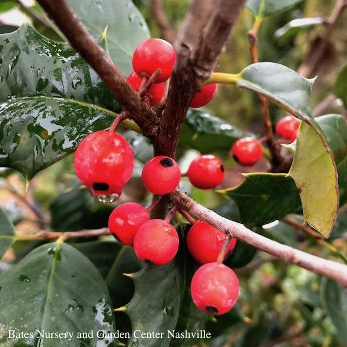 #15 Ilex opaca Satyr Hill/ American Holly (female) Native (TN)