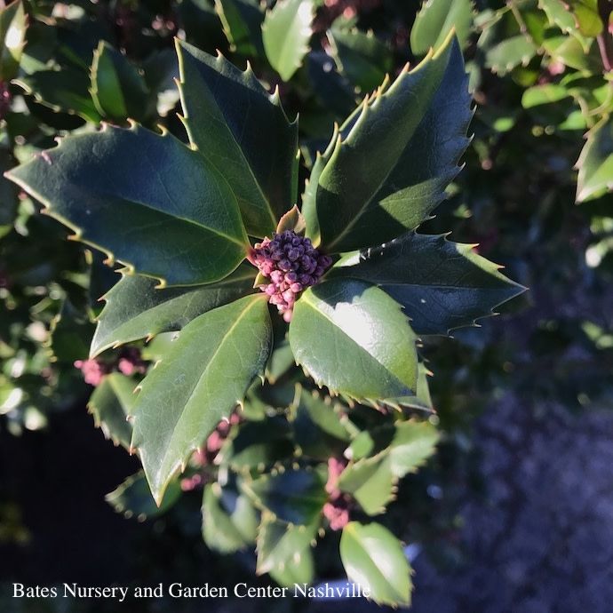 #7 Ilex x meserveae Castle Wall/ Blue Holly (male)