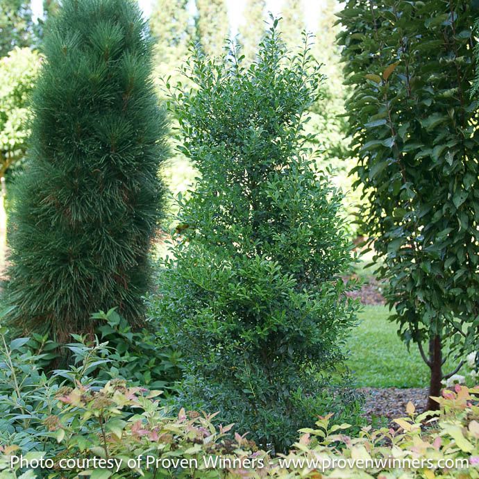 #3 Ilex glabra PW Squeeze Box/ Inkberry Holly (male) Native (R)