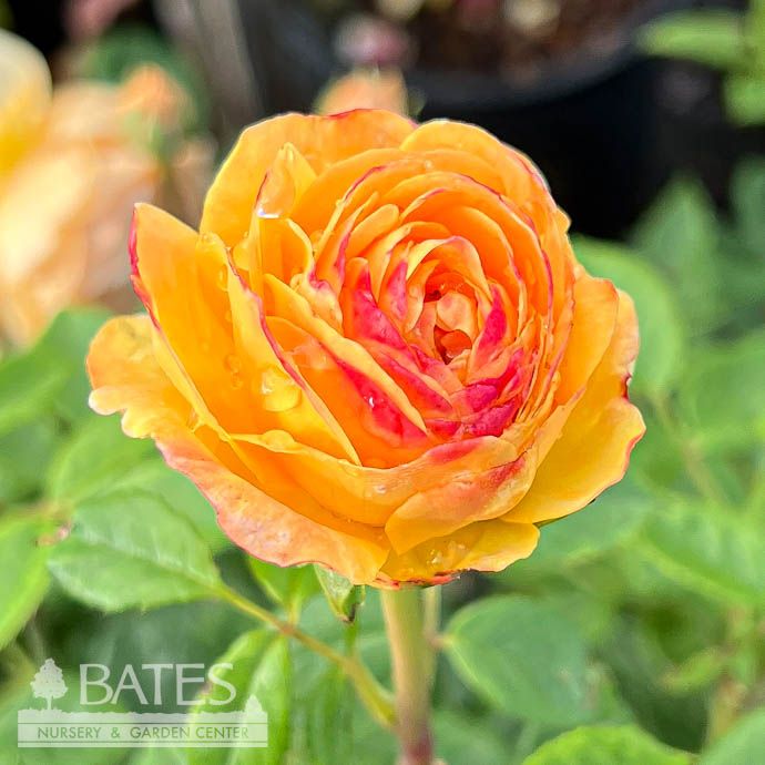 #3 Rosa Golden Celebration/ Rich Yellow David Austin Shrub Rose - No Warranty