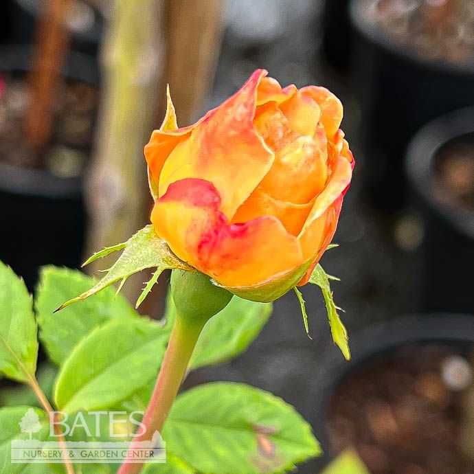 #3 Rosa Golden Celebration/ Rich Yellow David Austin Shrub Rose - No Warranty