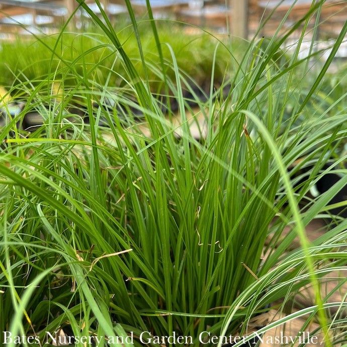 #1 Grass Carex cherokeensis/ Cherokee Sedge Native (TN)