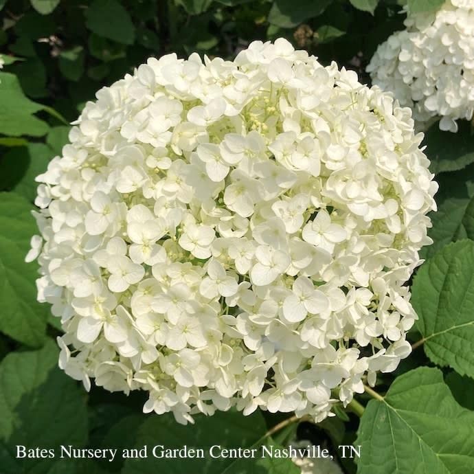 #3 Hydrangea arbor AB Annabelle/ Smooth White Native (TN)