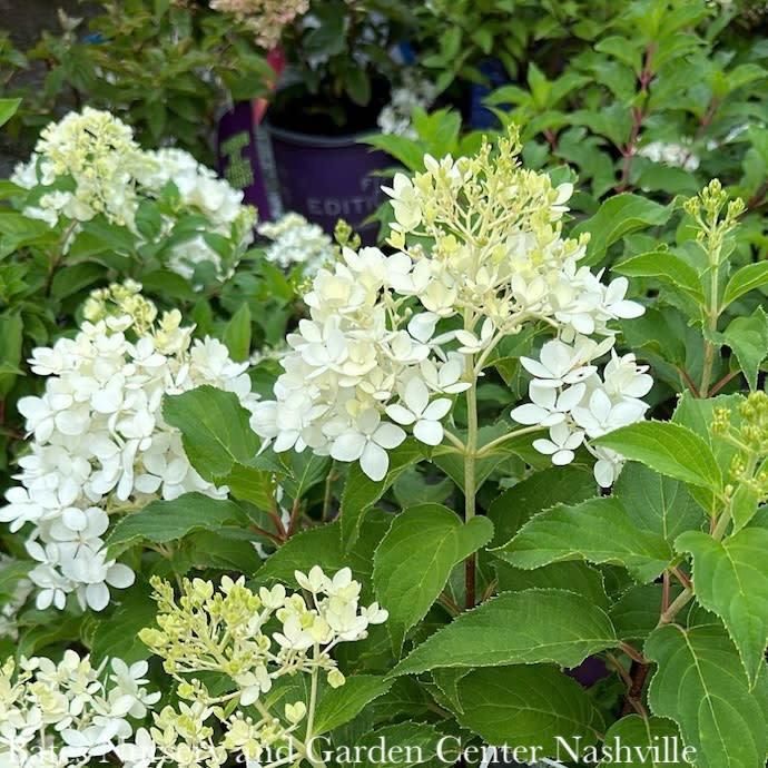 #7 Hydrangea pan PW Puffer Fish/ White to Lime Green Panicle