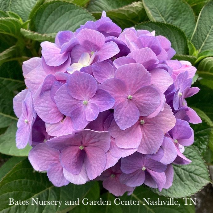 #7 Hydrangea mac PW Let&#39;s Dance Sky View/ Bigleaf Mophead Rebloom Blue to Pink