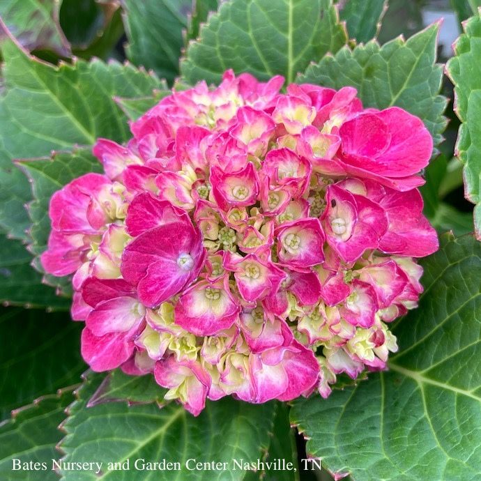#7 Hydrangea mac Wee Bit Grumpy/ Bigleaf Bright Red to Purple