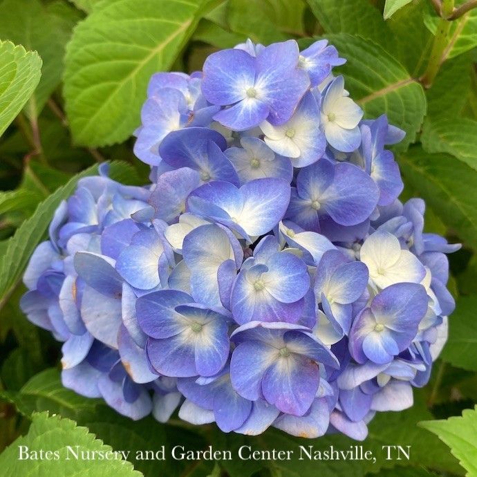 #3 Hydrangea mac Rock-N-Roll/ Bigleaf/ Mophead Rebloom Blue/Purple/Pink