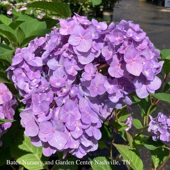 #3 Hydrangea mac Rock-N-Roll/ Bigleaf/ Mophead Rebloom Blue/Purple/Pink
