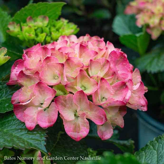 #7 Hydrangea mac PW Cityline &#39;Paris&#39;/ Bigleaf/ Mophead Red to Pink