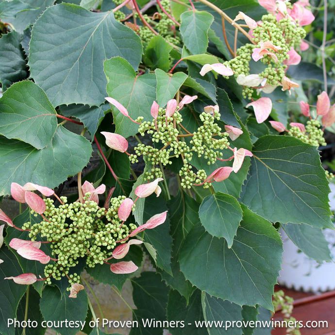 #3 Schizophragma hydra Rose Sensation/ Climbing False Hydrangea