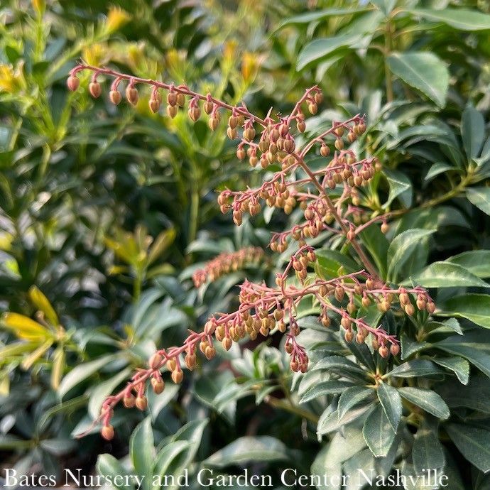 #3 Pieris japonica Purity/ White