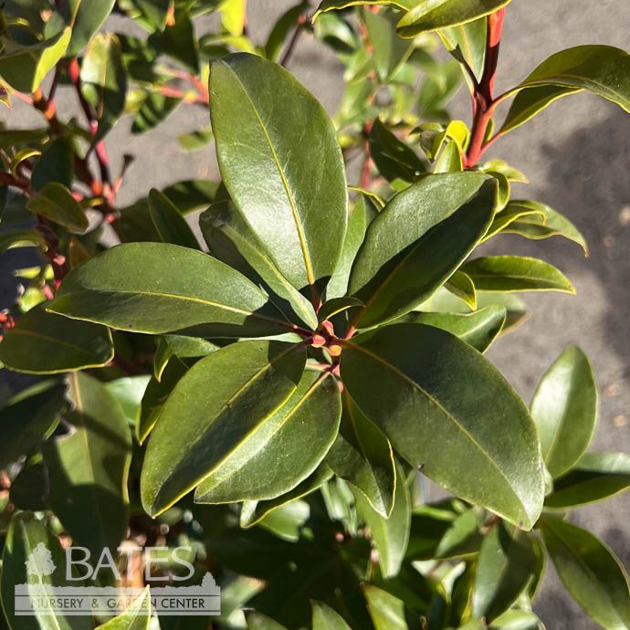 #3 Kalmia latifolia Pink Charm/ Mountain Laurel Native (TN) - No Warranty