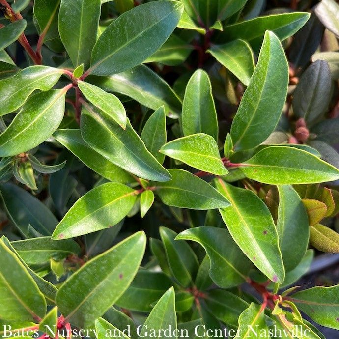 #3 Kalmia latifolia Sarah/ Mountain Laurel Native (TN) - No Warranty