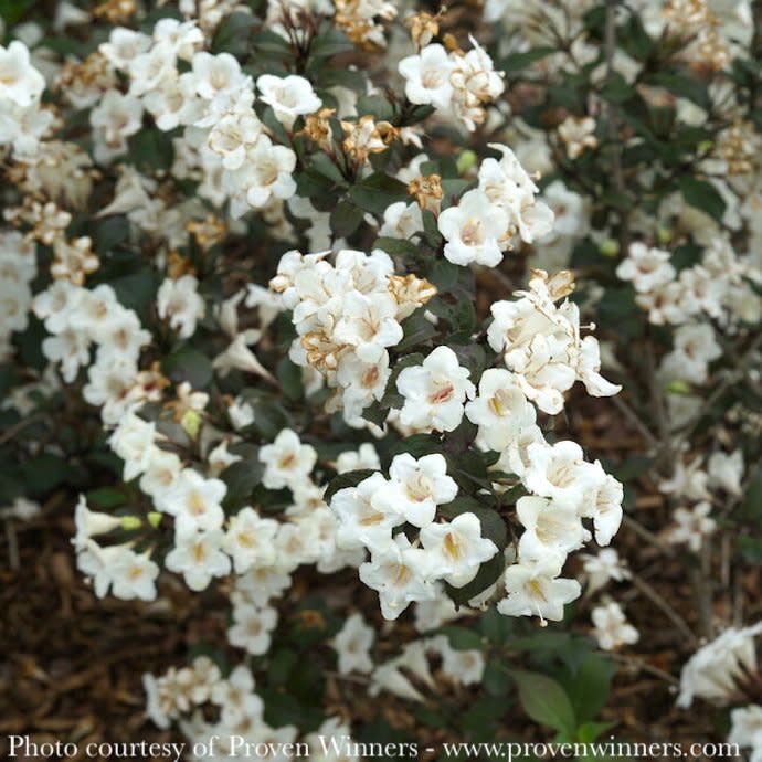 #3 Weigela flor PW Wine &amp; Spirits/ White-green Flowers