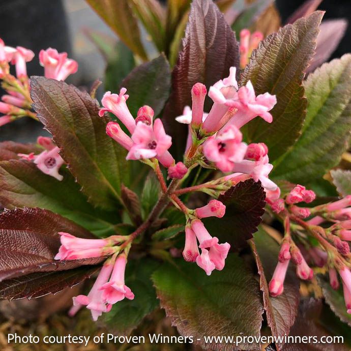 #3 Viburnum x PW Sweet Talker/ Evergreen