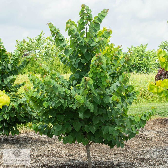 #5 Cercis can Garden Gems &#39;Emerald&#39;/ Dwarf Redbud Native (TN)