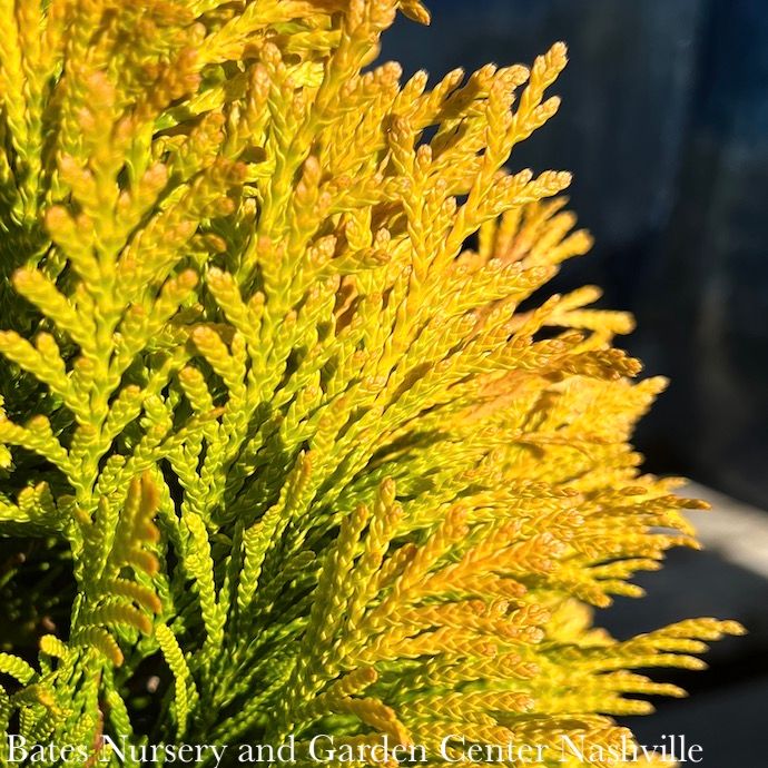 #7 Thuja plicata SL &#39;4EVER&#39; Forever Goldy/Pyramidal Arborvitae