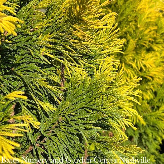 #7 Thuja plicata SL &#39;4EVER&#39; Forever Goldy/Pyramidal Arborvitae