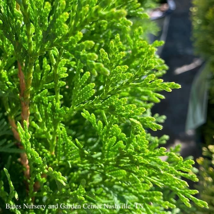 #7 Thuja occ PW North Pole/ Columnar Arborvitae