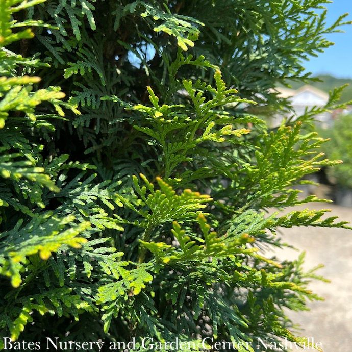 #7 Thuja pl Northern Spire/ Columnar Arborvitae