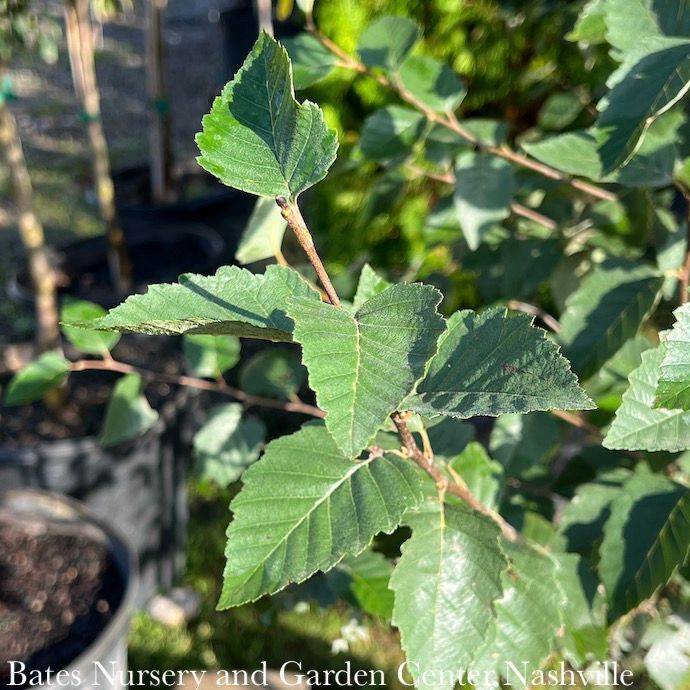 Topiary Tree Form #30 Betula nigra City Slickers/ River Birch Native (TN)