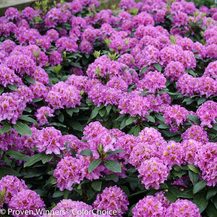 #3 Rhododendron x PW Dandy Man &#39;Purple&#39; - No Warranty