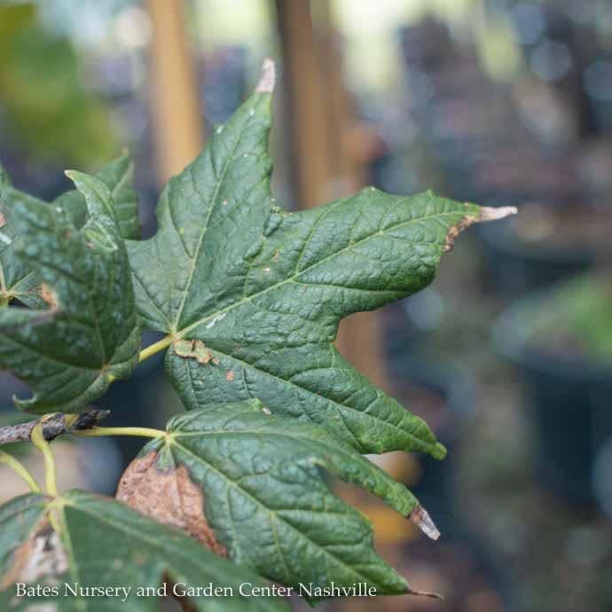 #20 Acer sacc Legacy/ Sugar Maple Female Native (TN)