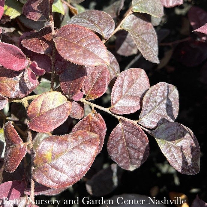 #3 Loropetalum chin PW Jazz Hands Bold/ Fringeflower - No Warranty