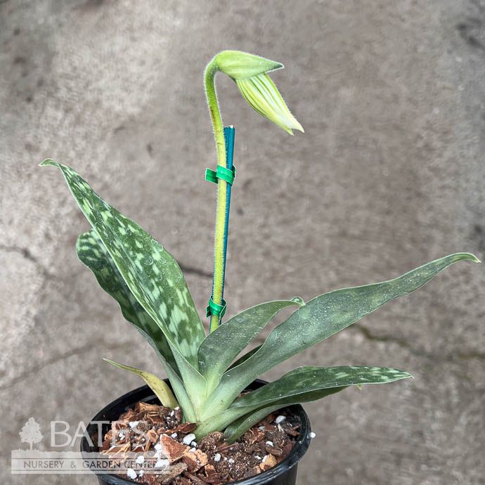 4p! Orchid Paphiopedilum /Lady Slipper /Tropical