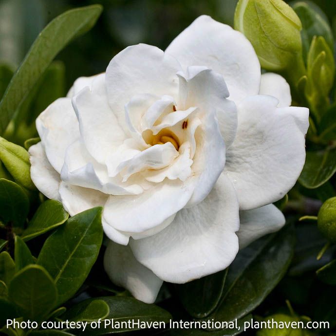 #3 Gardenia aug Crown Jewel/ Hardy - No Warranty