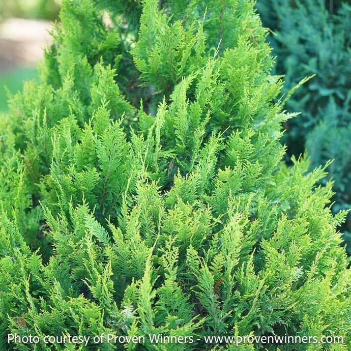 #3 Chamaecyparis law PW Pinpoint &#39;Gold&#39;/ Falsecypress
