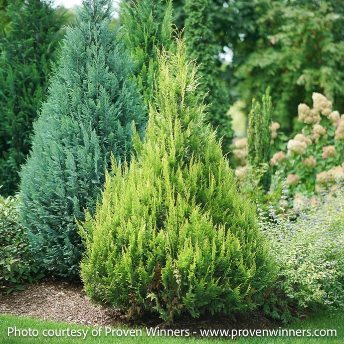 #3 Chamaecyparis law PW Pinpoint &#39;Gold&#39;/ Falsecypress