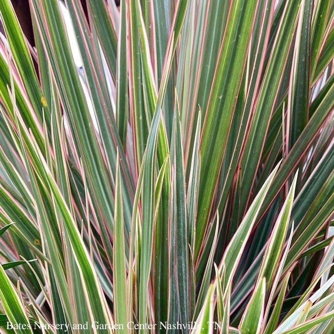 10p! Dracaena Marginata Bicolor Braid /Tropical