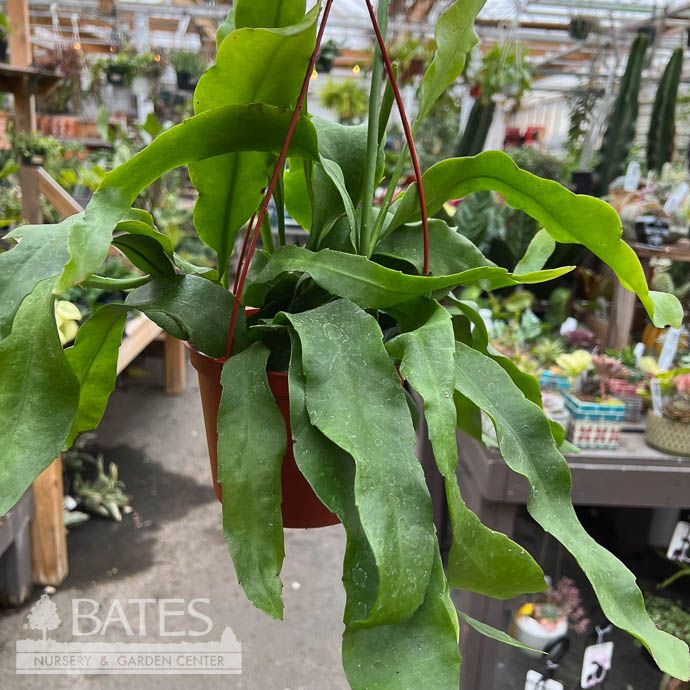 6hb! Cactus Epiphyllum Cactus Queen of the Night aka Night blooming Cereus Hanging Basket /Tropical