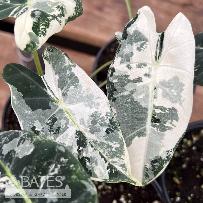 4p! Alocasia Variegated Frydek /Tropical