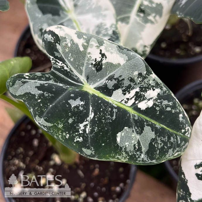 4p! Alocasia Variegated Frydek /Tropical