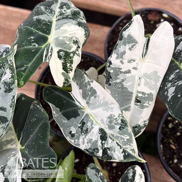 4p! Alocasia Variegated Frydek /Tropical