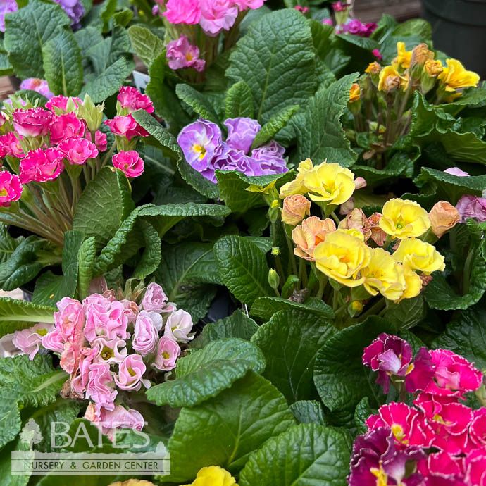 4p! Primula / Primrose Premium /Tropical