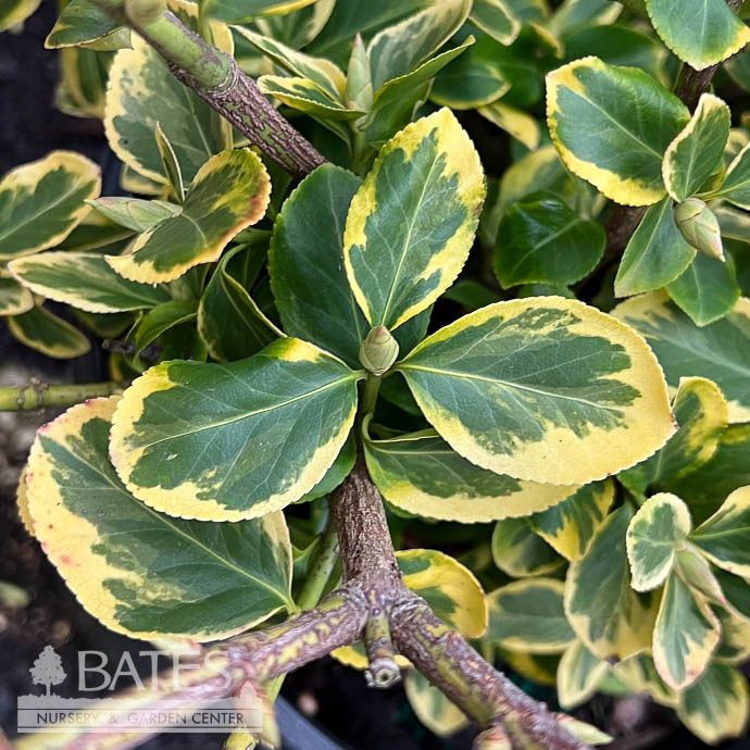 #2 Euonymus fort Canadale Gold/ Variegated Wintercreeper