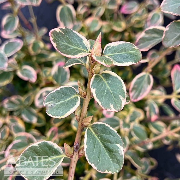 #2 Euonymus fort Canadale Gold/ Variegated Wintercreeper