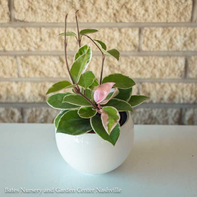 4p! Hoya Carnosa Krimson Queen /Tropical