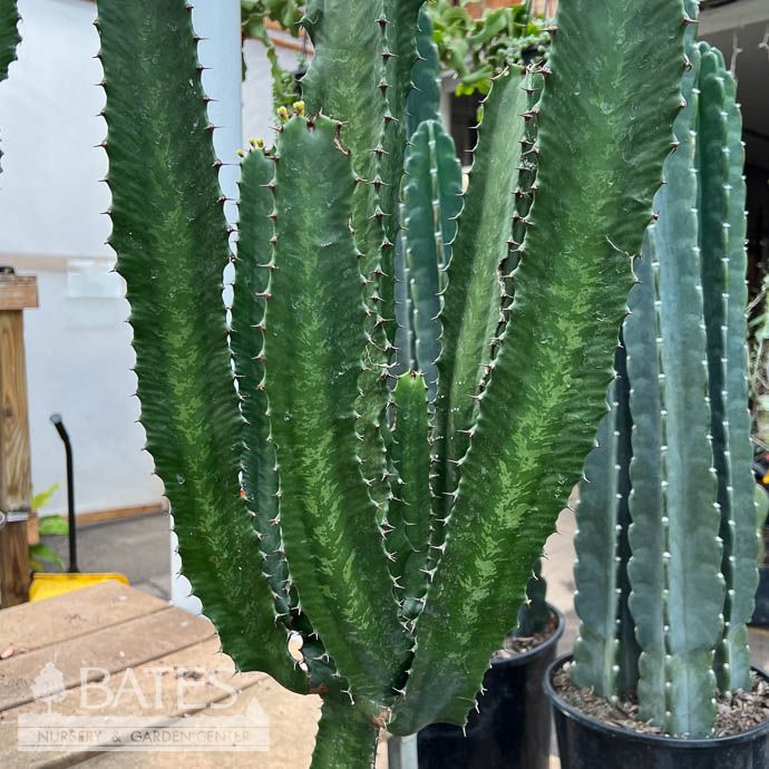 10p! Cactus - Euphorbia Eritrea (with Arms) /Tropical