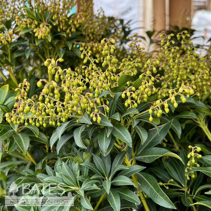 #3 Pieris japonica Purity/ White