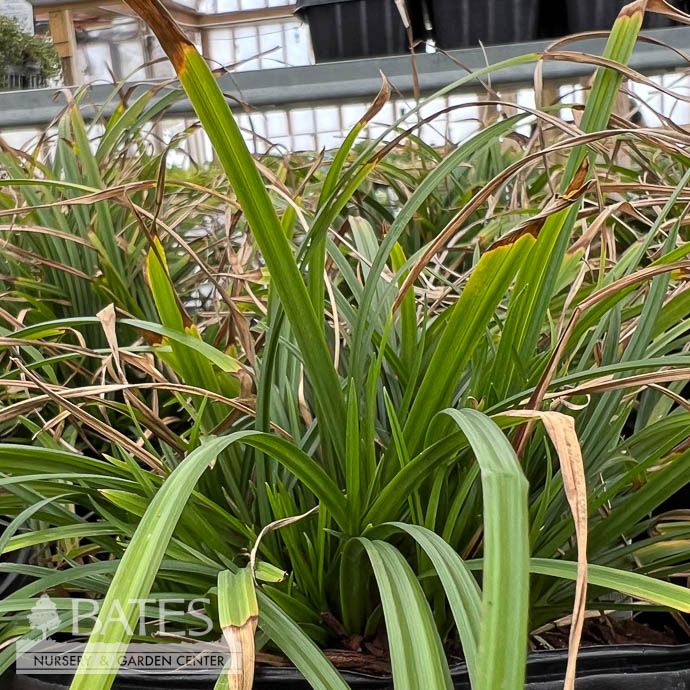 #1 Grass Carex amphibola/ Eastern Narrow-Leaved Sedge Native (TN)