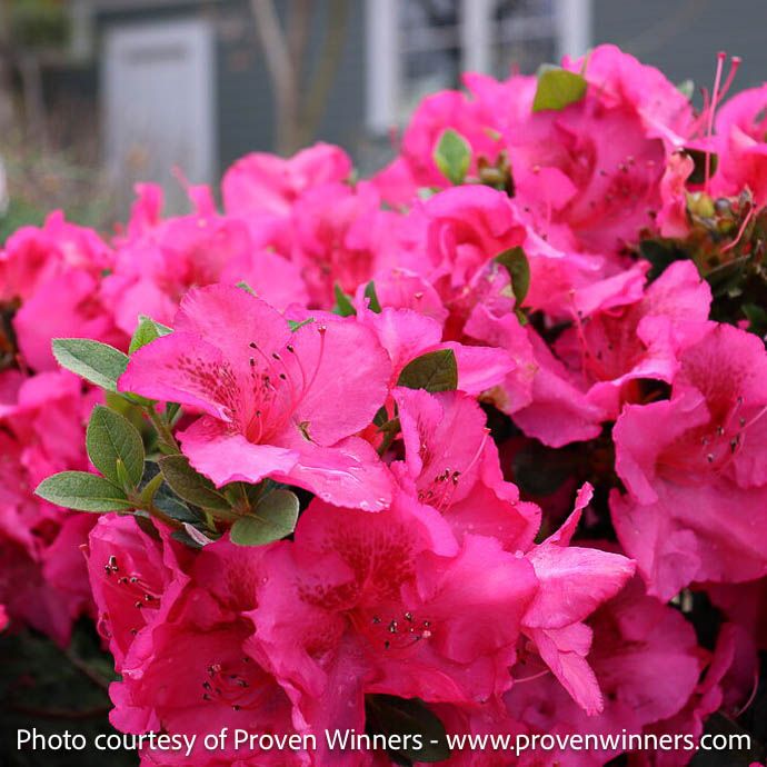 #3 Azalea x PW Perfecto Mundo &#39;Epic Pink&#39;/ Repeat