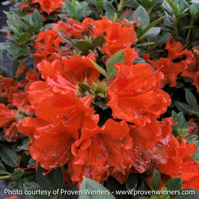 #3 Azalea x PW Perfecto Mundo &#39;Orange&#39;/ Repeat