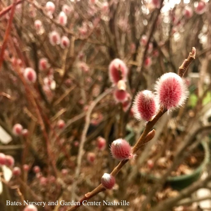 #3 Salix cap French Pink/ Pussy Willow