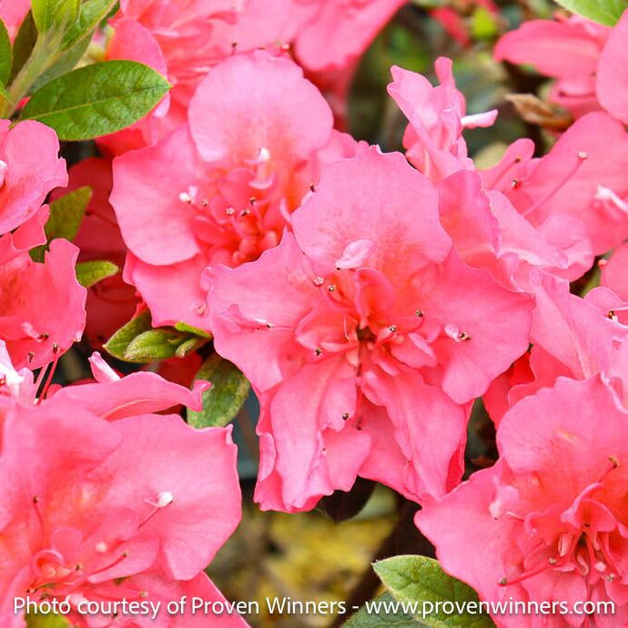 #3 Azalea x PW Perfecto Mundo &#39;Epic Coral&#39;/ Repeat
