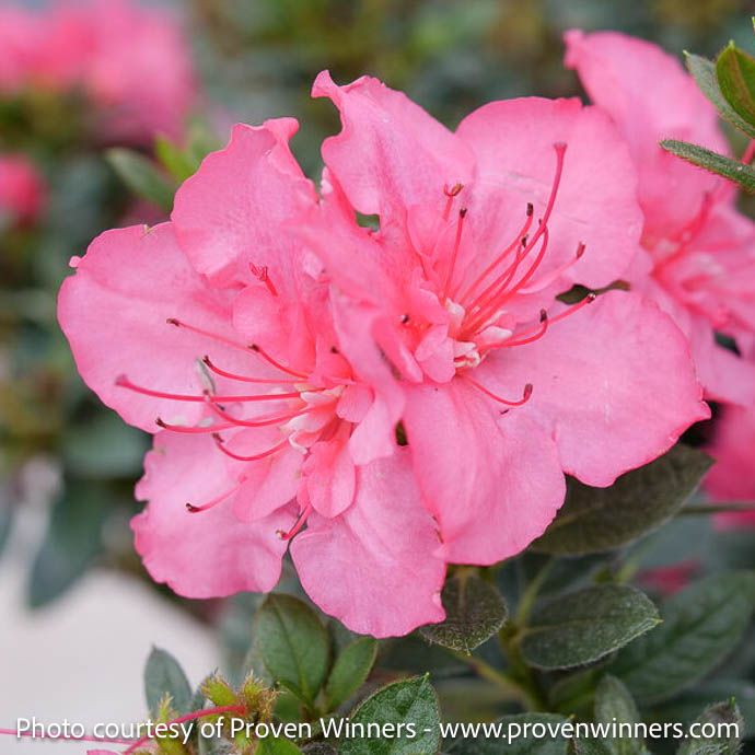 #3 Azalea x PW Perfecto Mundo &#39;Epic Coral&#39;/ Repeat